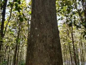 Teca a venda em Rondônia