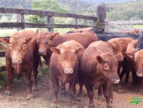 Venda de gado Red Angus