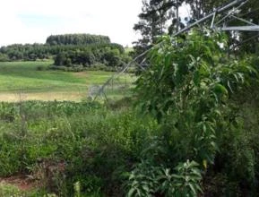 Pivô para 12 hectares