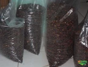 CASTANHAS DE BARU INATURA