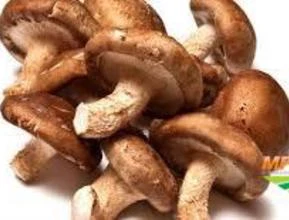 SHITAKE