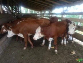 Novilhas Hereford
