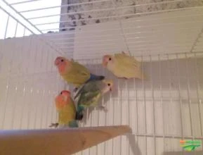 Agapornis
