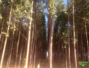 Floresta de Eucalipto