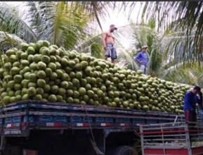 Coco verde