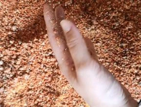Sorgo a granel