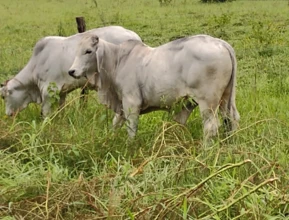Tourinhos Brahman