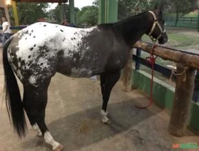 Cavalo Appalosa