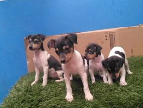Fox paulistinha disponível