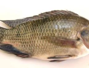 Tilápia Viva 800 grms - 1 kg