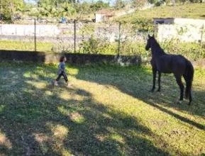 Cavalos de Salto  São Bernardo do Campo SP