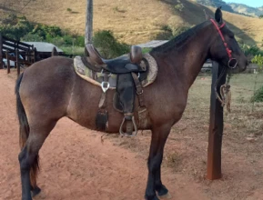 Capim mata éguas em Minas Gerais — CompreRural