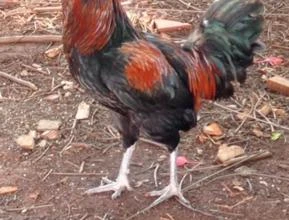 Frango Ameraucana