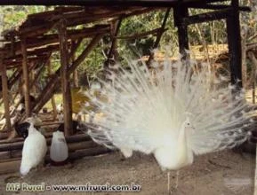 Casal Pavão Branco, Azul