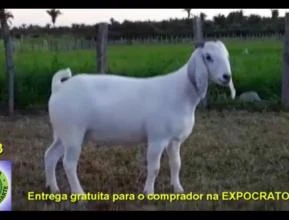 BODE SAVANA