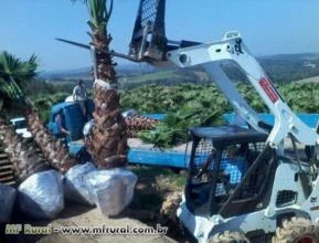 Washingtonia filifera