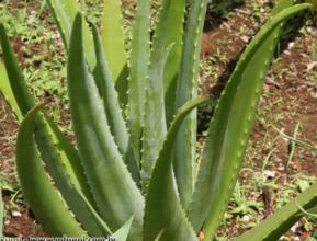 Loja | Sementes de Aloe Vera Barbadensis Miller - Guia de Plantas e Cultivo