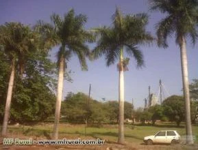 Palmeiras Imperiais Adultas