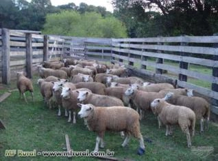 Fêmeas Borregas Texel PO, 7-8 meses