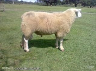 Reprodutores Texel de Alta Qualidade