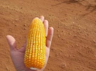 Fazenda 2900 hectares para plantio em MT