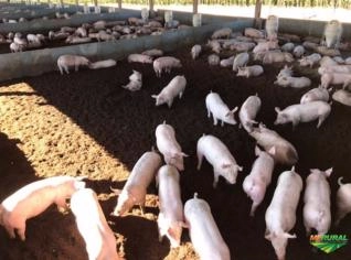 Composto Orgânico de Suínos para Agricultura