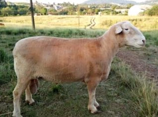 Carneiro Poll Dorset - Animais de Qualidade
