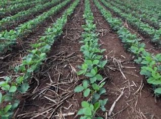 Fazenda 2100 ha à venda no MT