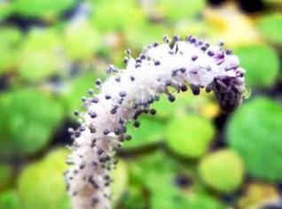 Aponogeton sp. - Planta Aquática para Aquários