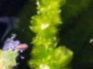 Aponogeton crispus - Planta Aquática Rápido Crescimento