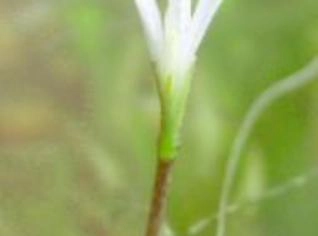 Blyxa Japonica - Planta Aquática para Aquários