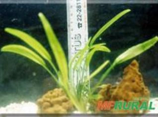 Cryptocoryne - Planta Aquática de Fácil Manutenção