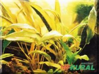 Cryptocoryne SP. Planta Aquática Fácil de Cultivar