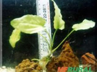 Cryptocoryne pontederiifolia - Planta Aquática Grande
