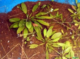 Echinodorus sp. - Planta Aquática para Aquário
