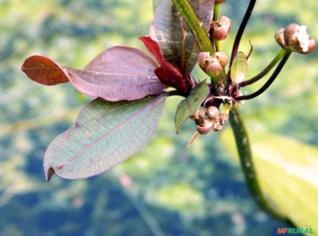 Echinodorus sp. - Planta Aquática para Aquários