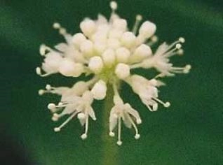 Hydrocotyle leucocephala - Planta Aquática para Aquário