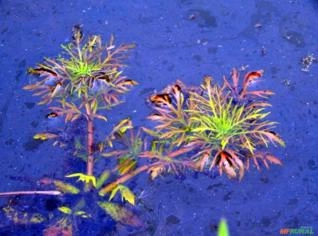 Hygrophila difformis - Planta Aquática Versátil