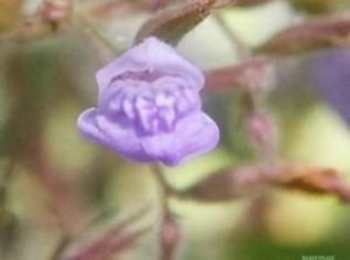 Hygrophila sp. "Púrpura" - Planta Aquática Fácil