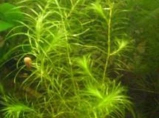 Lagarosiphon madagascariensis - Planta Aquática Rápida
