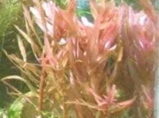 Limnophila Aromatica - Planta Aquática Exótica