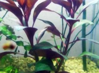 Ludwigia glandulosa - Planta Aquática Vermelha