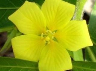Ludwigia sp. Nativa para Aquários e Lagos