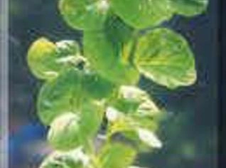 Lysimachia nummularia - Planta Aquática Versátil
