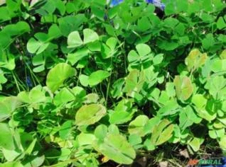 Marsilea quadrifolia - Planta Aquática Versátil