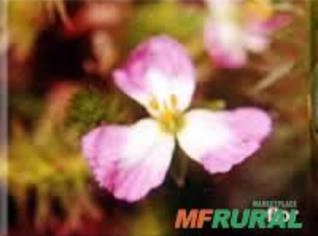 Mayaca fluviatilis: Planta Aquática Versátil
