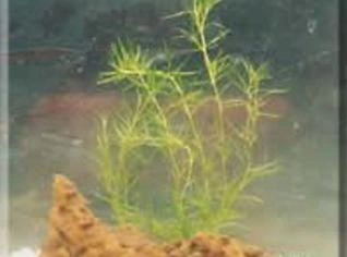 Najas indica - Planta Aquática de Crescimento Rápido