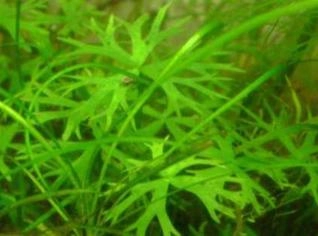 Ranunculus papulentus - Planta Aquática Amarela