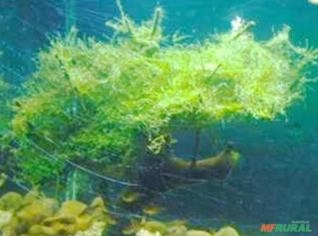 Riccia fluitans - Plantas Aquáticas em Saquinhos