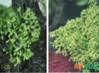Riccia stenophyla - Planta Aquática para Carpetes